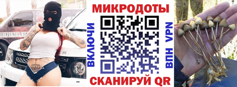 Галлюциногенные грибы Psilocybine cubensis  Лодейное Поле 